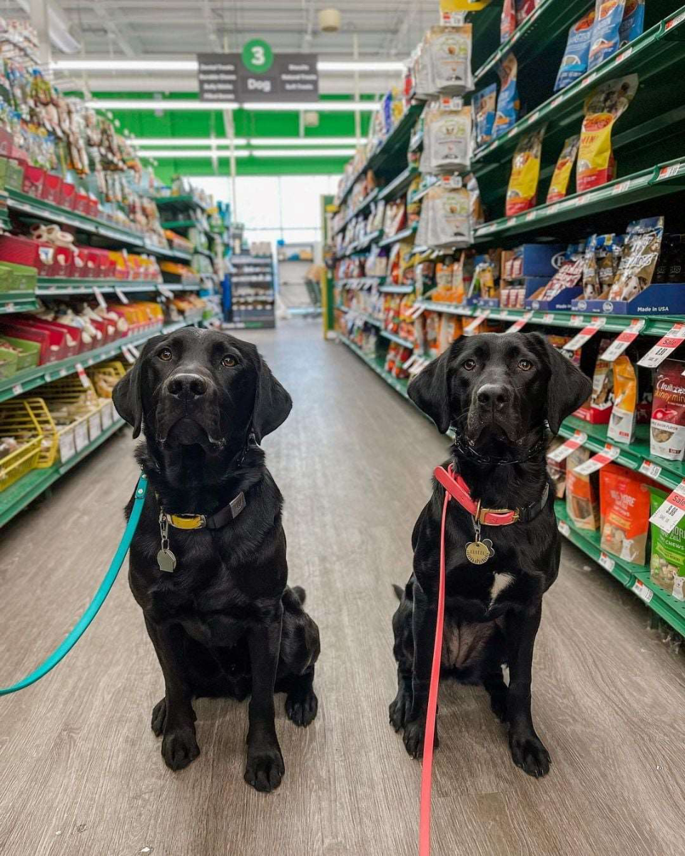 Pet Supplies Plus design & decor