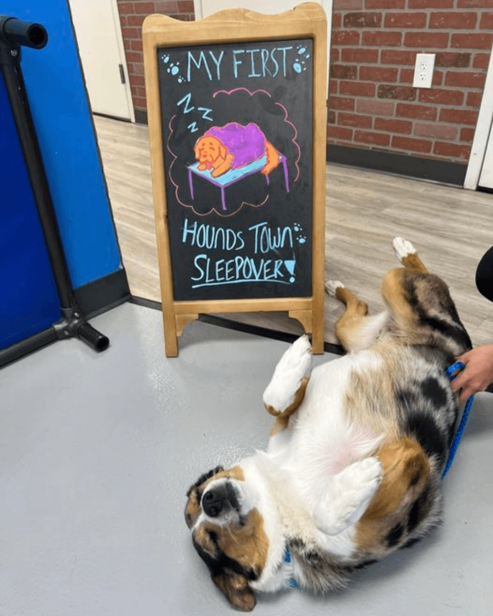 Hounds Town USA design & decor