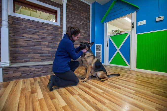 Hounds Town USA design & decor