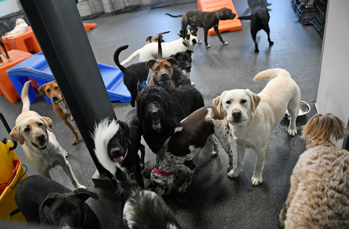 Dogtopia design & decor