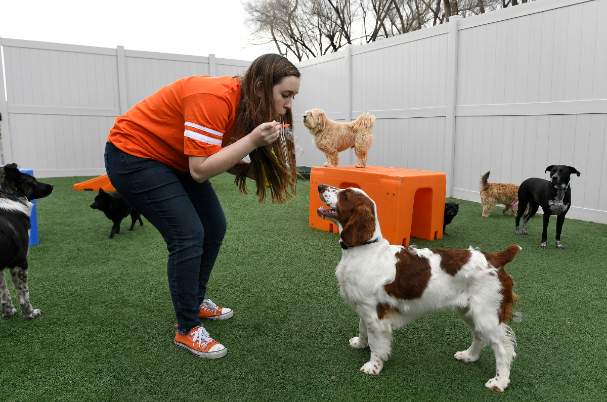 Dogtopia design & decor