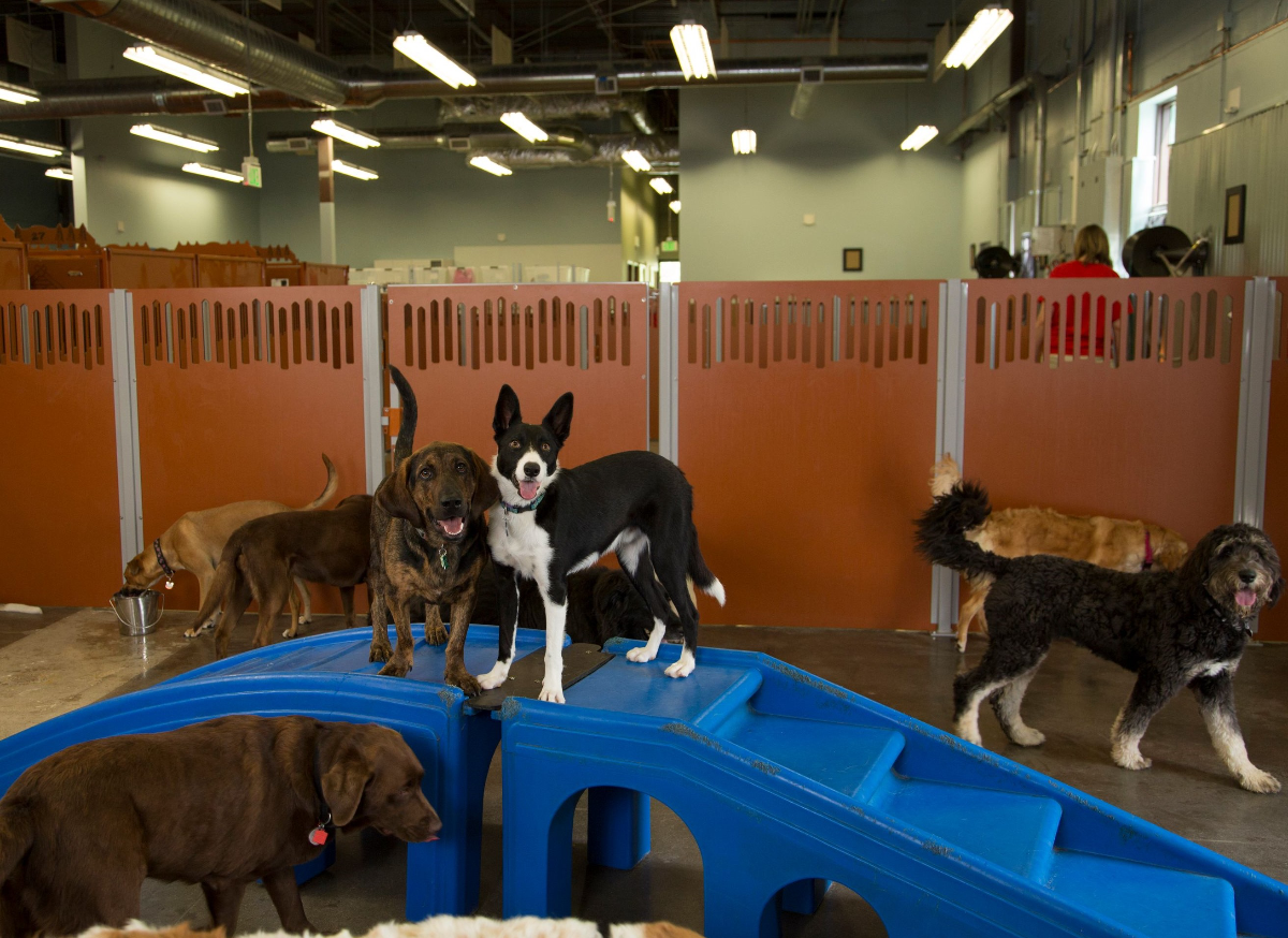 Camp Bow Wow design & decor