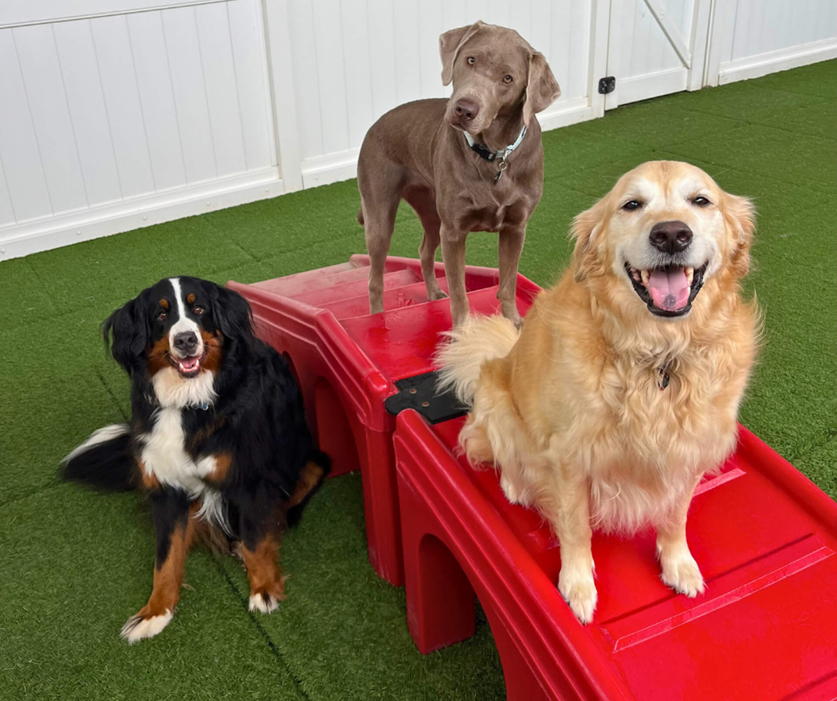 Camp Bow Wow design & decor